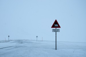 svalbard-señal-oso